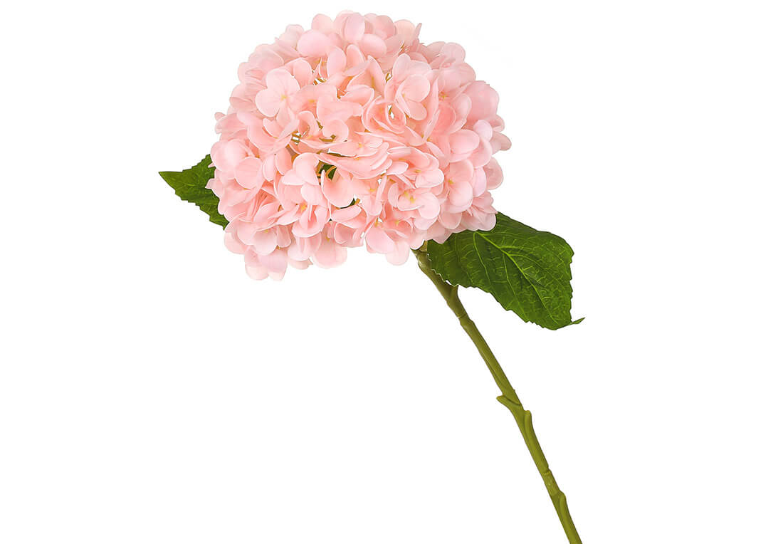 Гортензія латексна