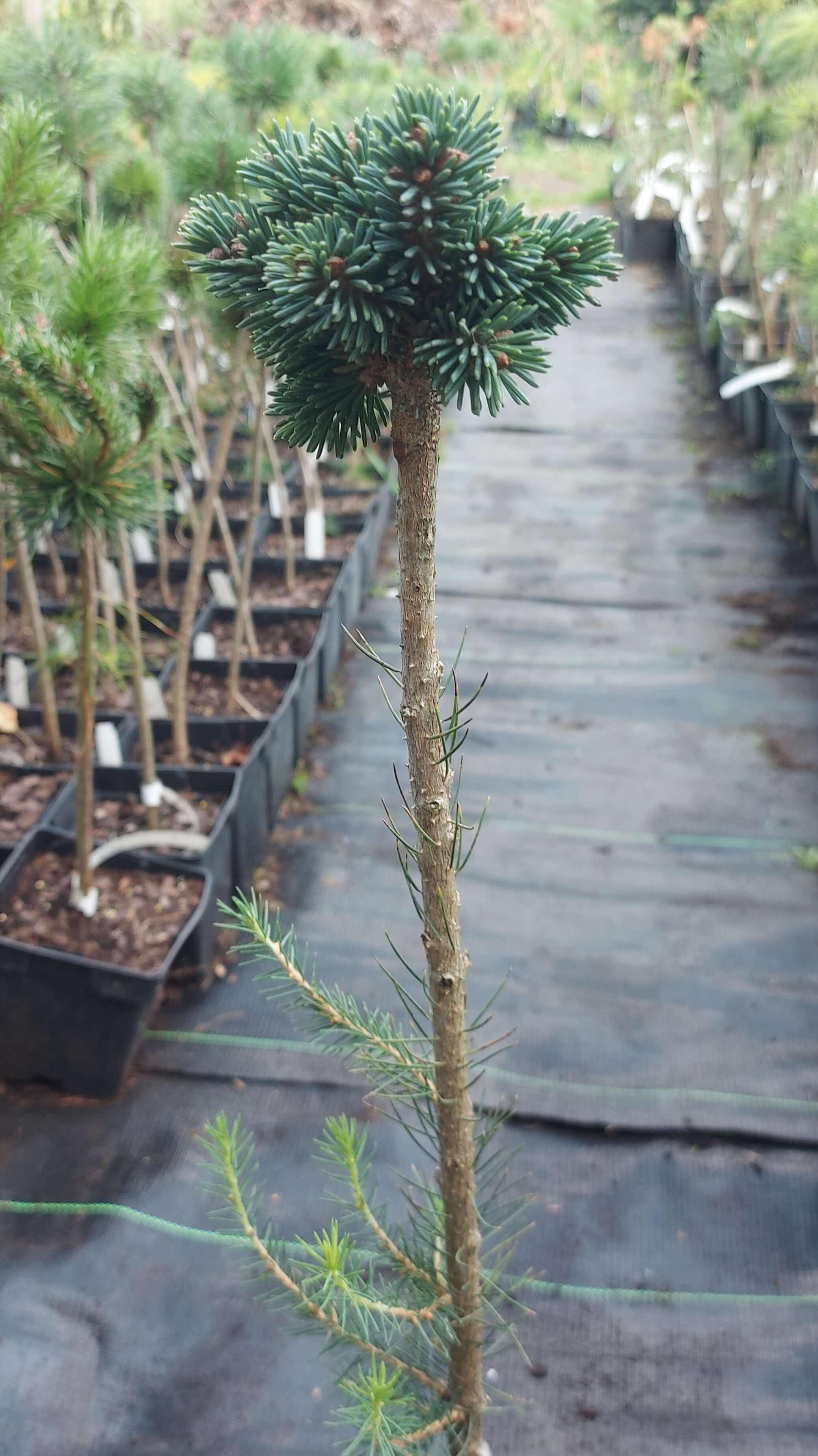 Ялина сиза 'Бернінг Велл' (Picea glauca 'Burning Well')