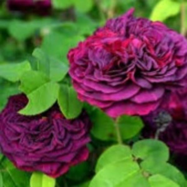 Морталісаттіс — Mortalisatis (гальська)