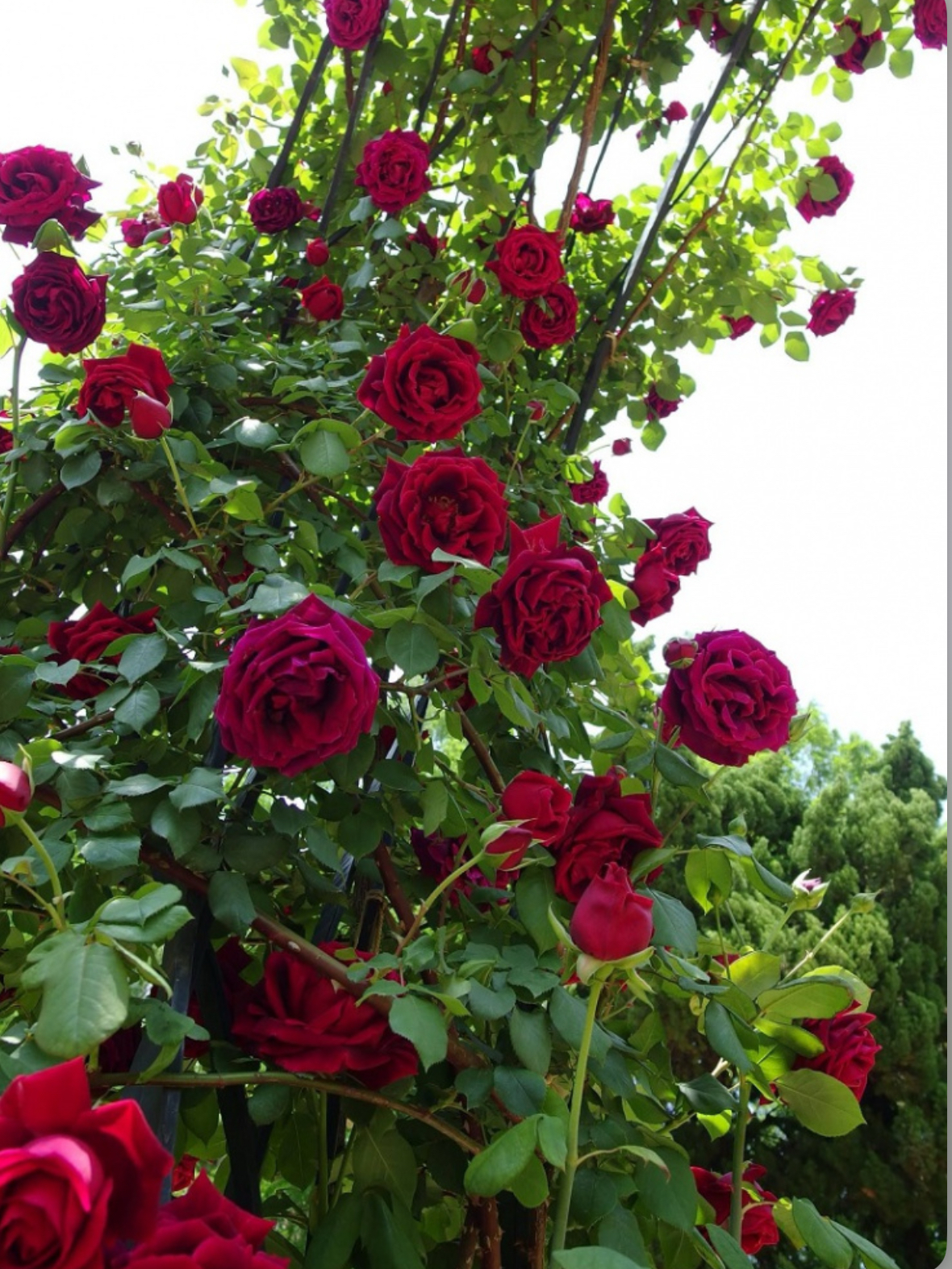 Троянда плетиста гуінея 2р ( ЗКС)