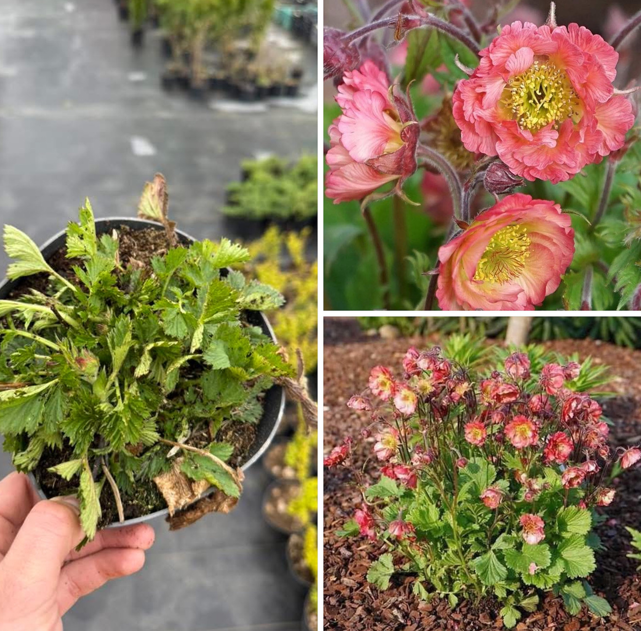 Гравілат Bell Bank 1,5 л