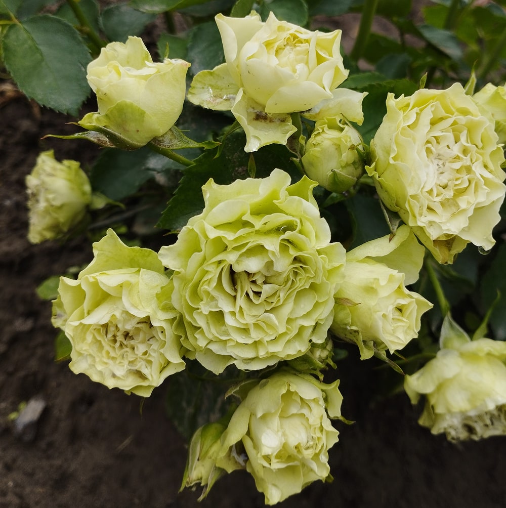 Лувіана (Luviana)