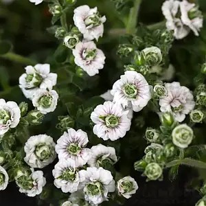 Гіпсофіла Plena White (в горщику р.10)