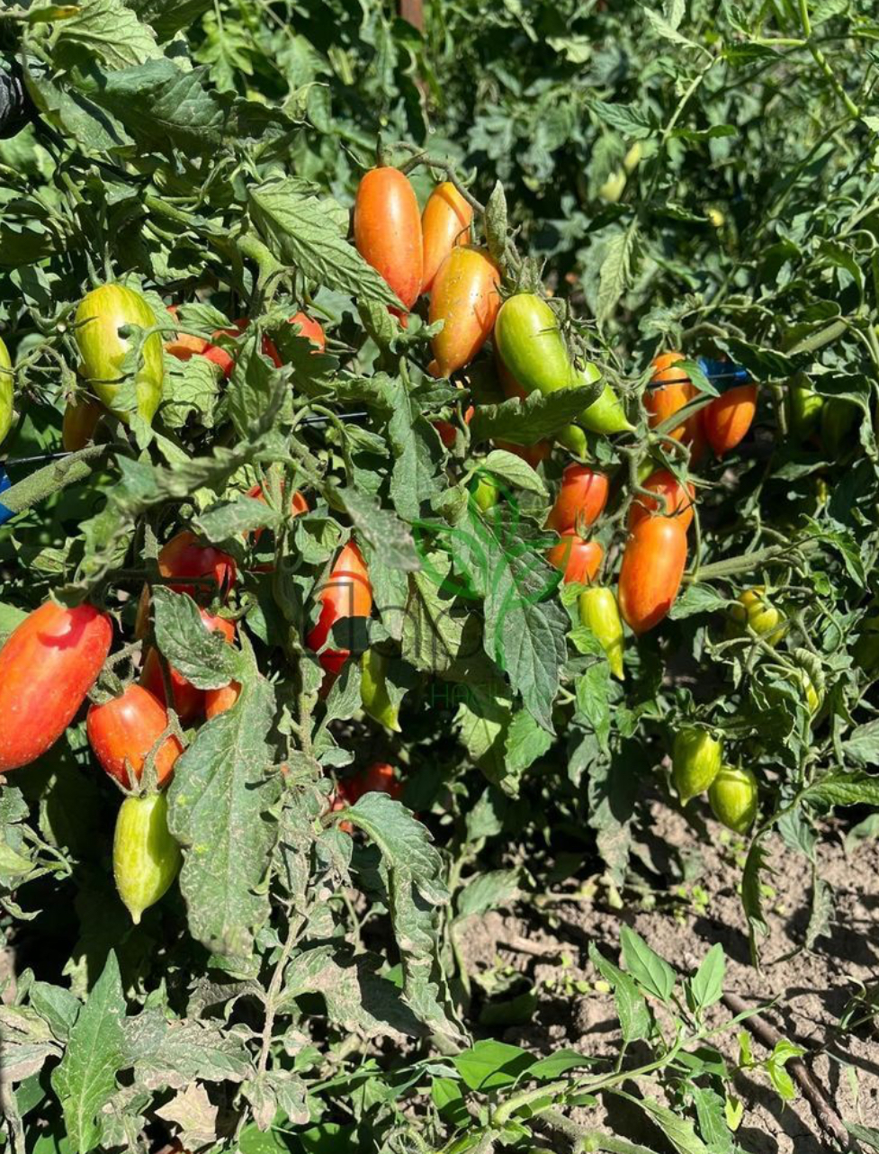 Помідор від колекціонера солодкі бурульки 20 шт