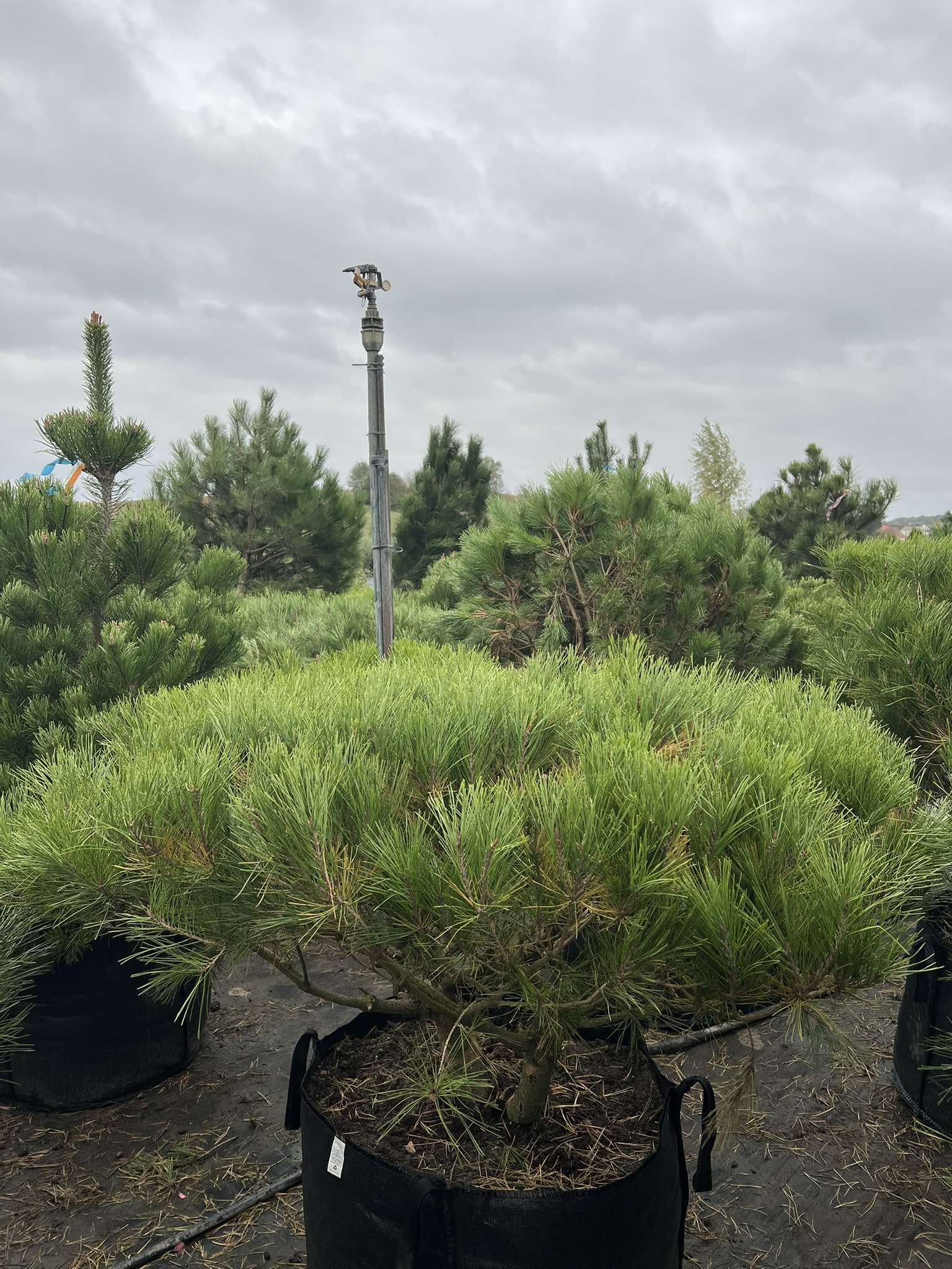 Сосна густоквіткова ‘Alice Verkade’