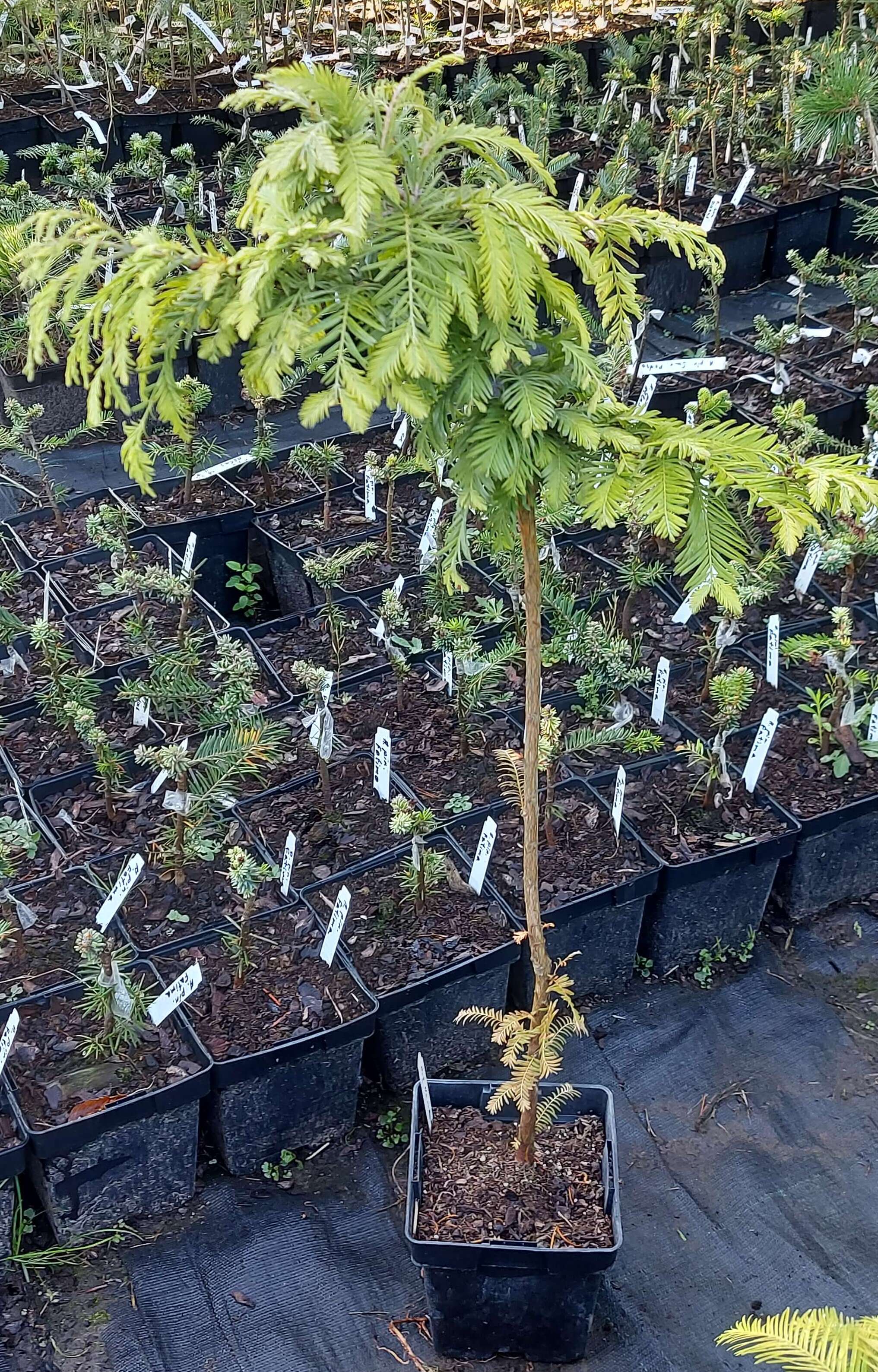 Метасеквойя китайська 'Віник Гамлета' (Metasequoia glyptostroboides 'Hamlet's Broom')