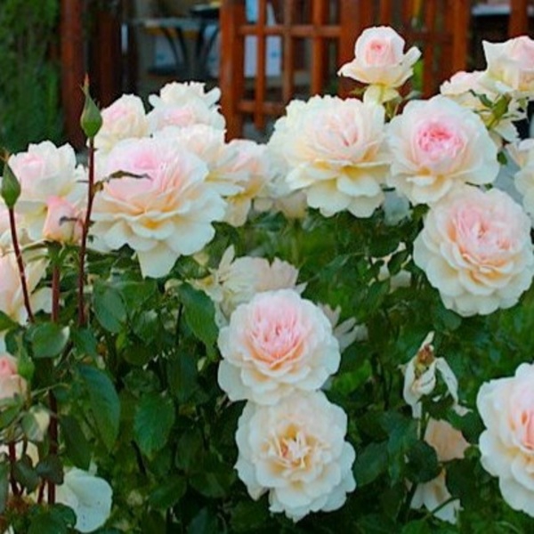 Чандос Б’юті — Chandos Beauty