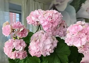 Густомахрова пеларгонія Рапунцель — касетна розсада.