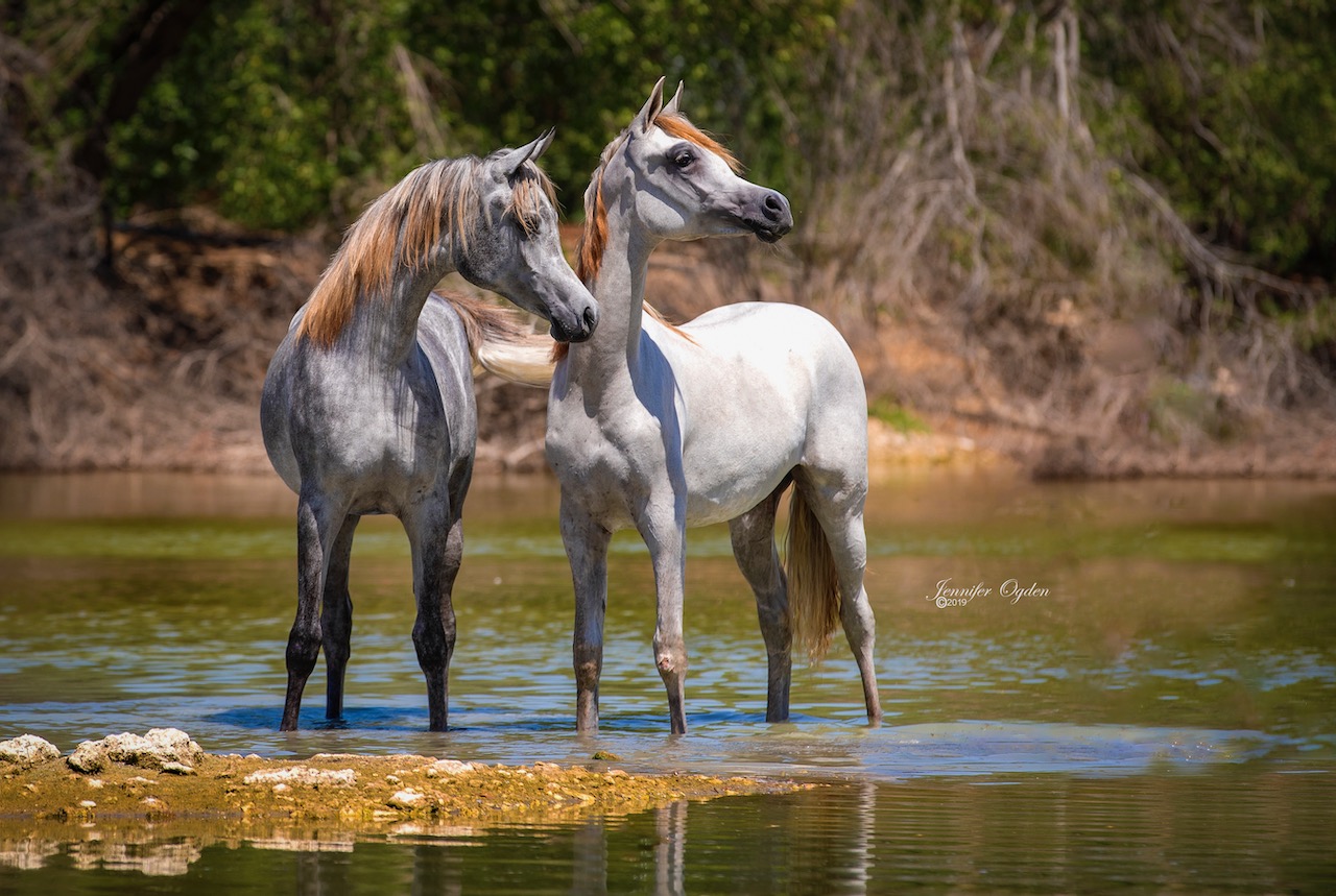 Yearling Fillies