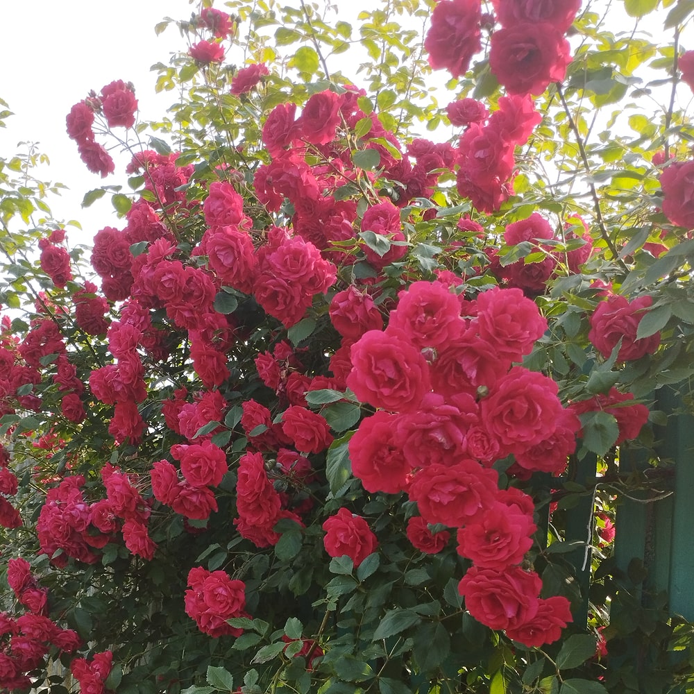 Фламентанц (Flammentanz)