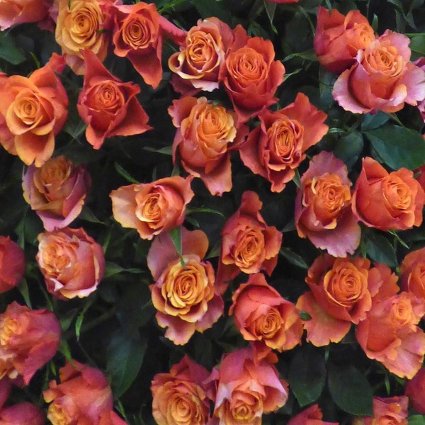 Альтамода — Altamoda