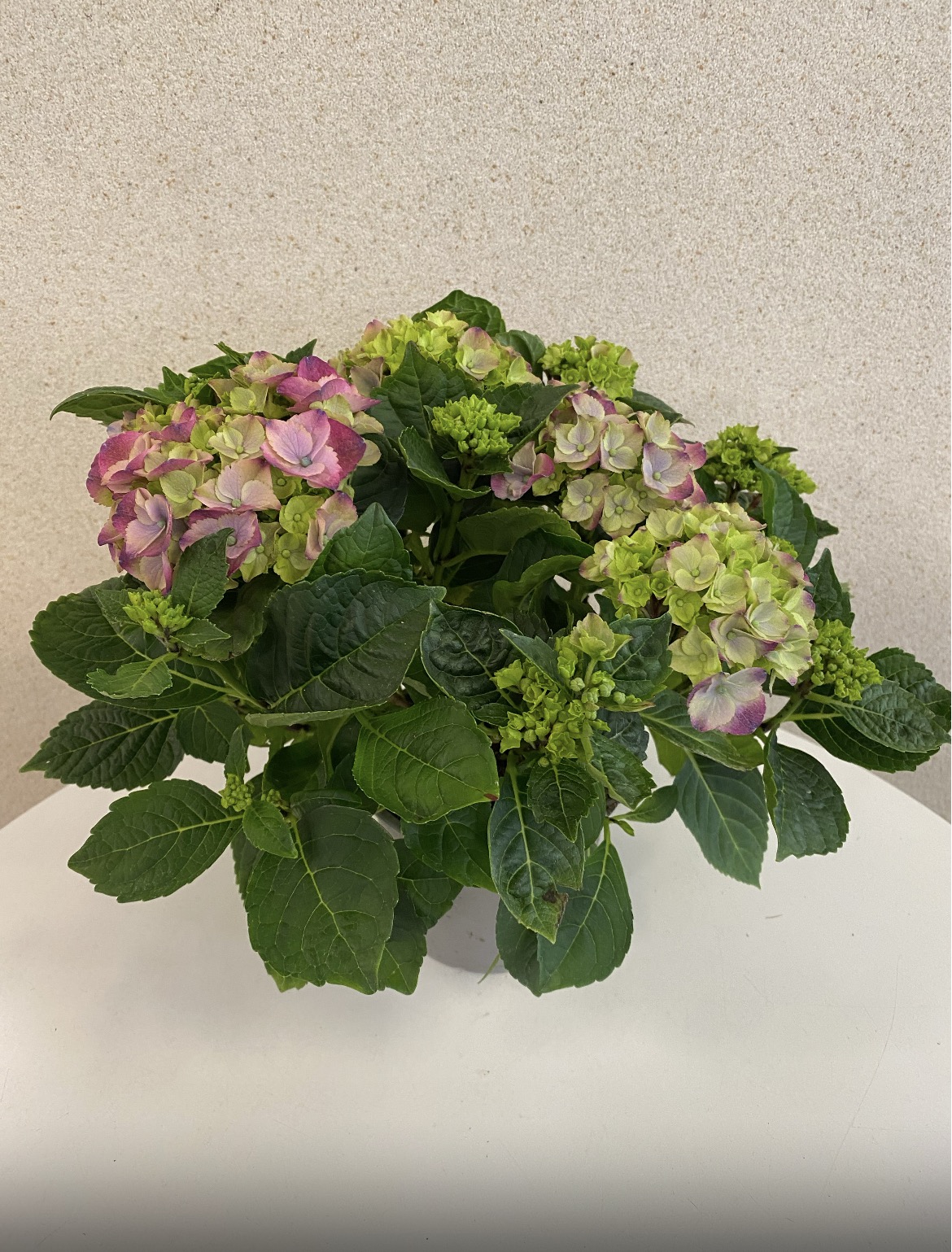 Hydrangea