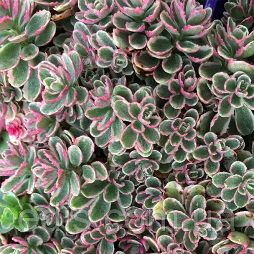 Саджанці Очитку Триколор (Sedum spurium Tricolor)