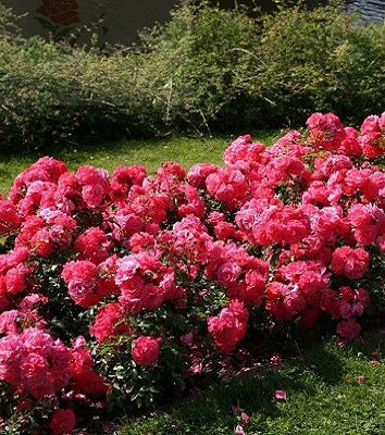 🌹 Троянда грунтопокривна "Elfrid"