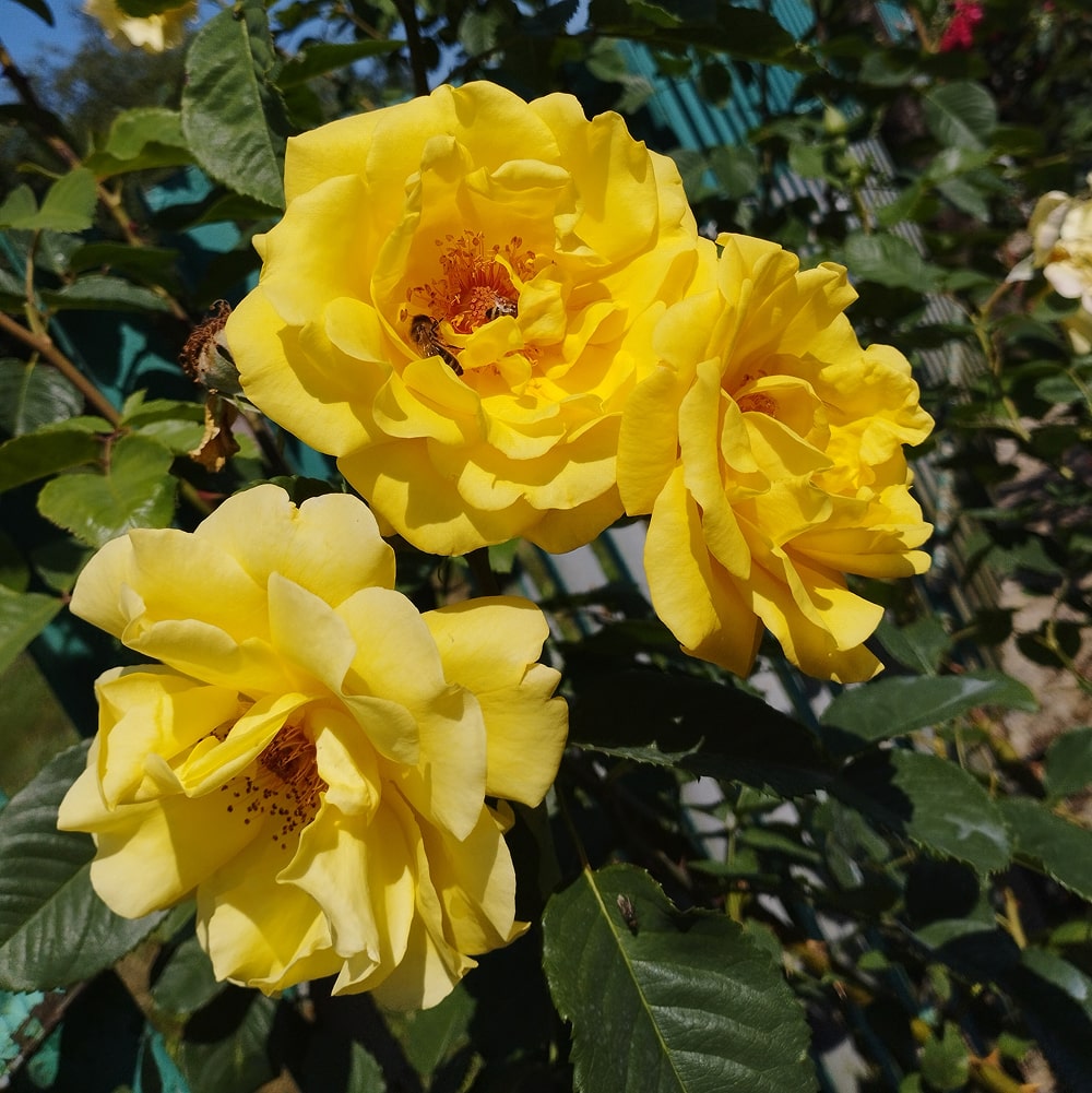 Голден Гейт (Golden Gate)