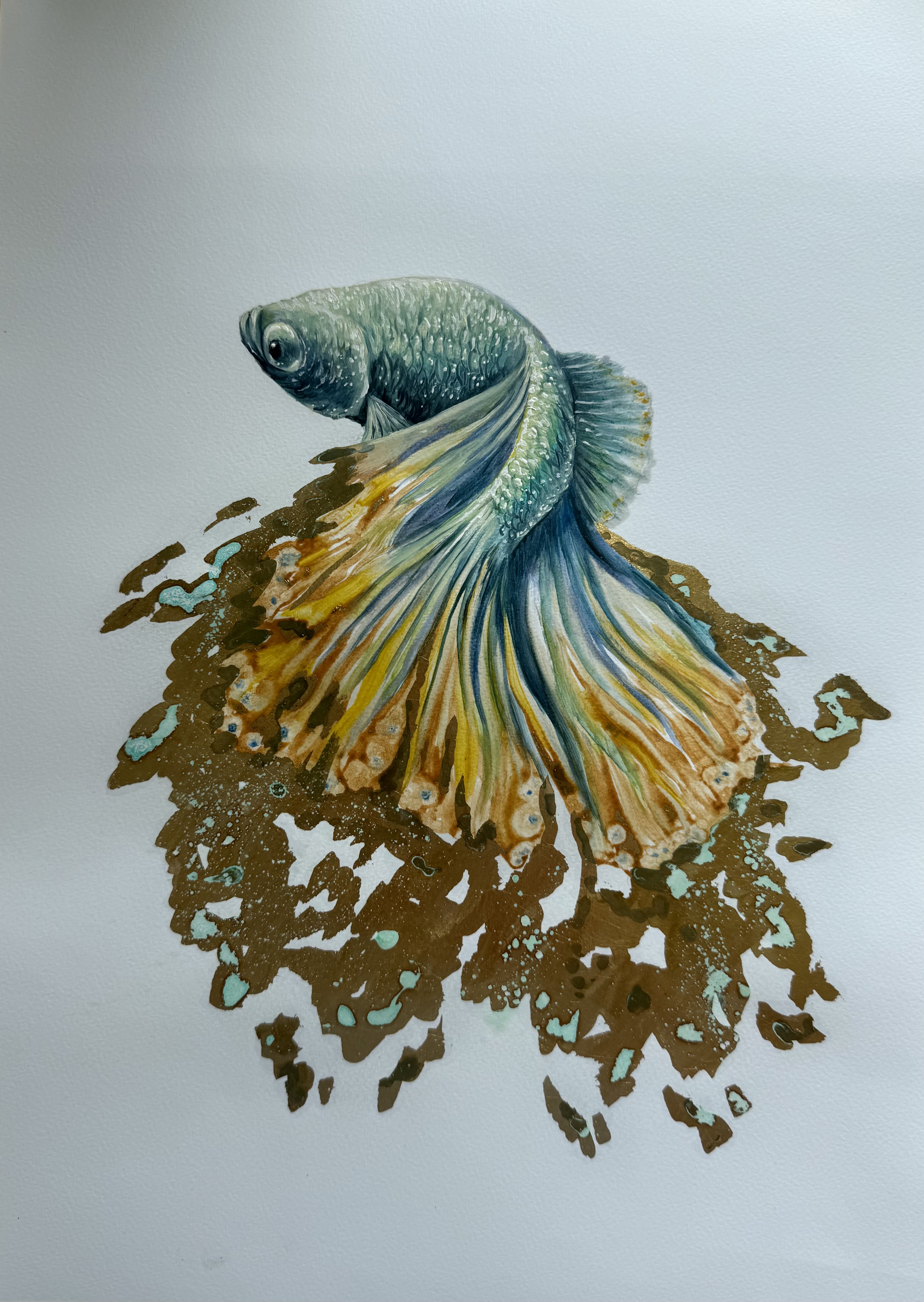 Betta fish