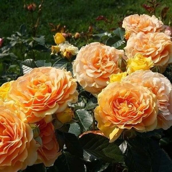 Голдельзе — Goldelse