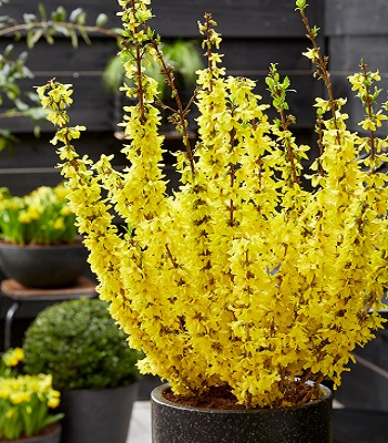 🌼 Форзиція "Mikador"