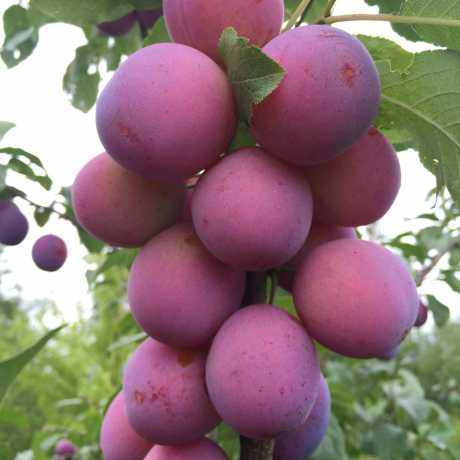 Колоновидна слива Анже