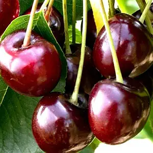 Вишня Ерді Ботермо