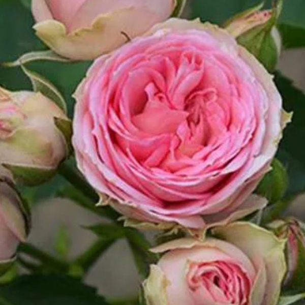 МІНІ ЕДЕН РОУЗ/ МІНІ П'ЄР ДЕ РОНСАР( Mini Eden Roses)