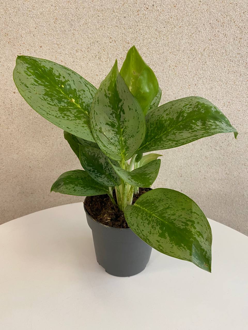 Aglaonema