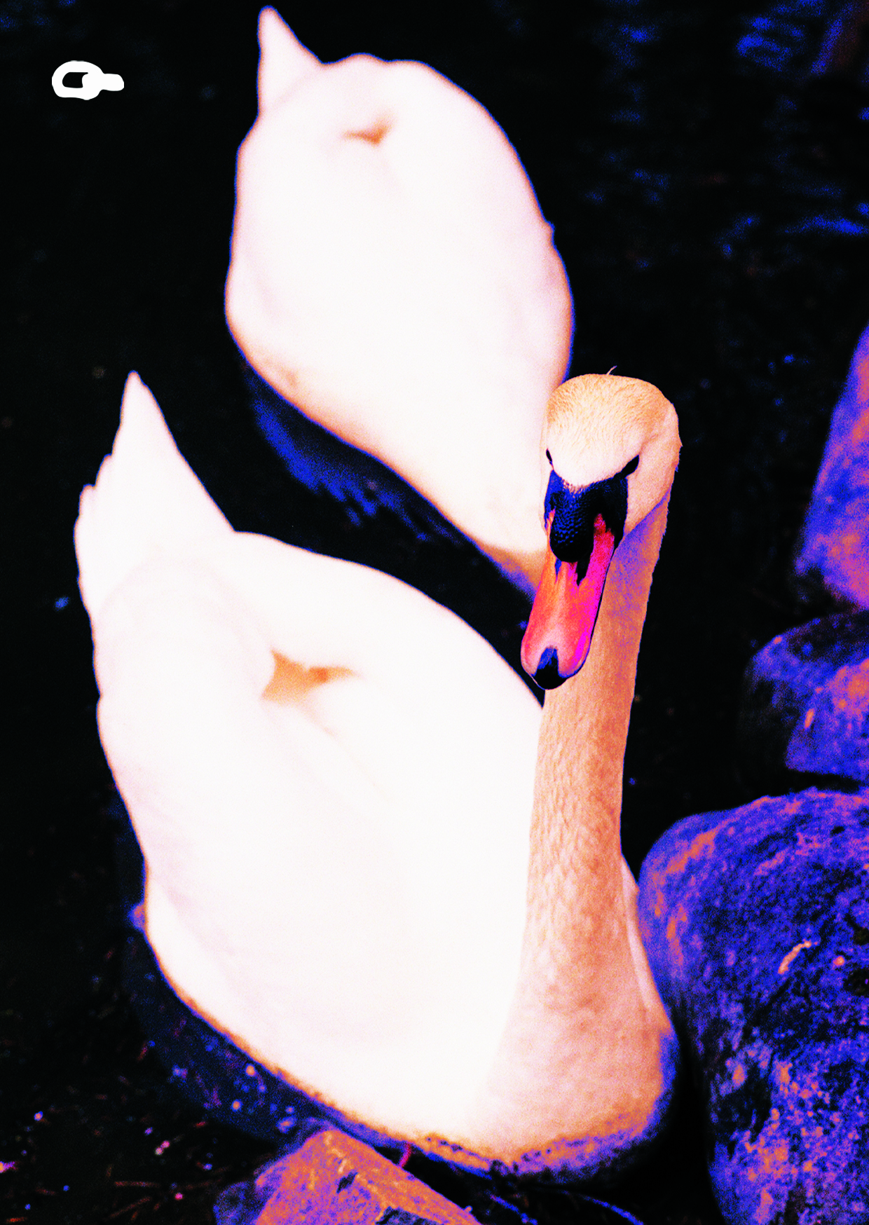 "SWAN" Листівка Lantsugi x Денис Сорокін