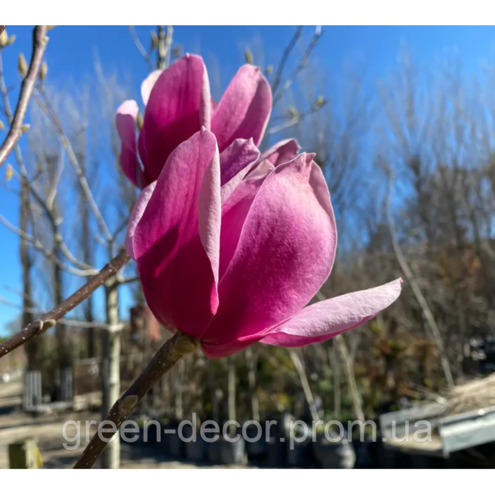 Магнолія 'Amethyst Flame' (Magnolia 'Amethyst Flame') — 65-90, C5/C7,5