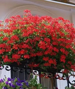 Пеларгонія ампельна Ville de Paris Red (в горщику р.11)