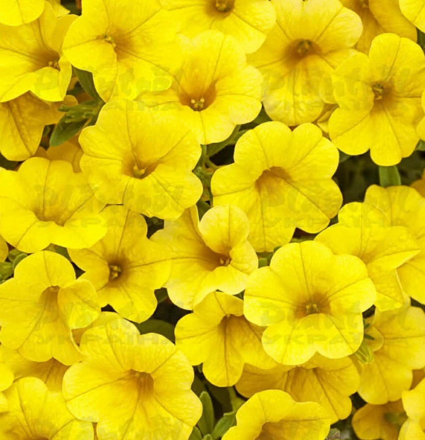 Калібрахоа Superbells Unique Golden Yellow ( касетна розсада )