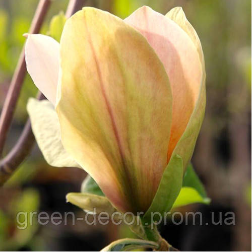 Магнолія 'Ambrosia' (Magnolia 'Ambrosia') — 70-100, C5/C7,5