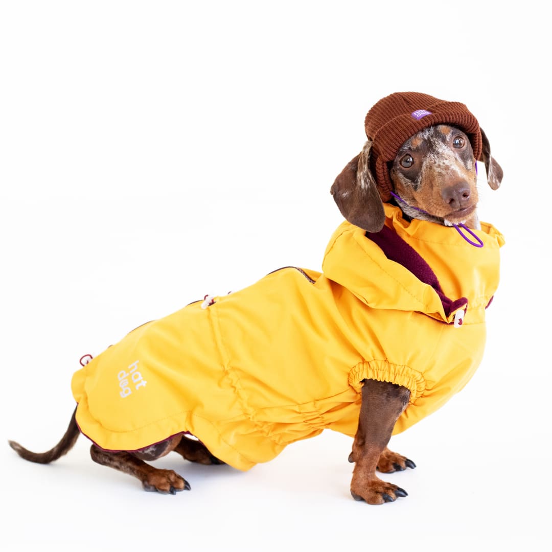 Вітровка для такс Hat-Dog куркума