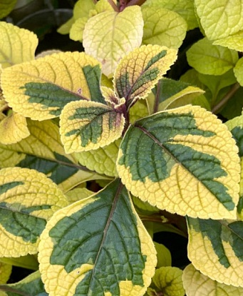 Плектрантус ампельний 'Golden Beauty' ( в горщику )