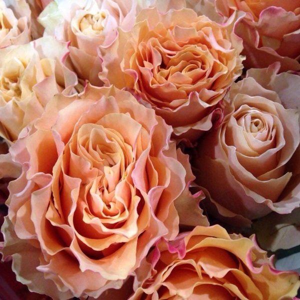 Карпе Діем — Carpe Diem