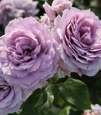 🌹 Троянда флорибунда "Novalis"