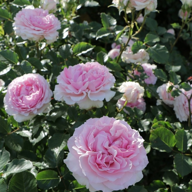 Еврідіка - Euridice