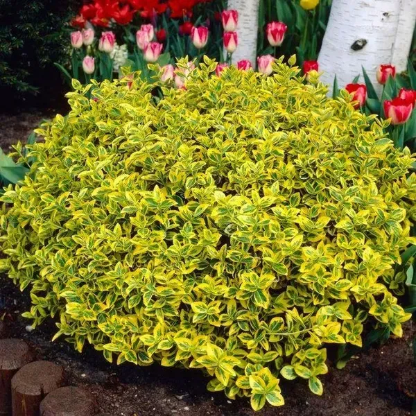 🌿 Бересклет Емеральд Голд (Euonymus fortunei 'Emerald'n Gold')
