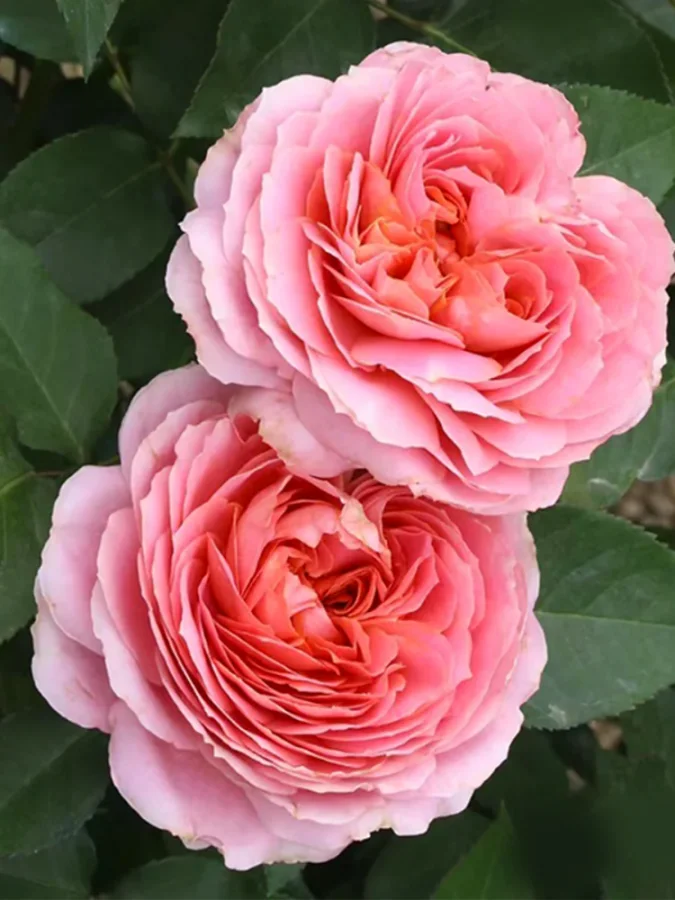 Троянда чайно-гібридна Romantic Antike (Дуже ароматна!)