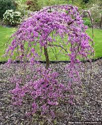 Церцис канадський "Кові" Cercis canadensis ‘Covey’ (Cercis canadensis ‘Lavender Twist’) /h60-80