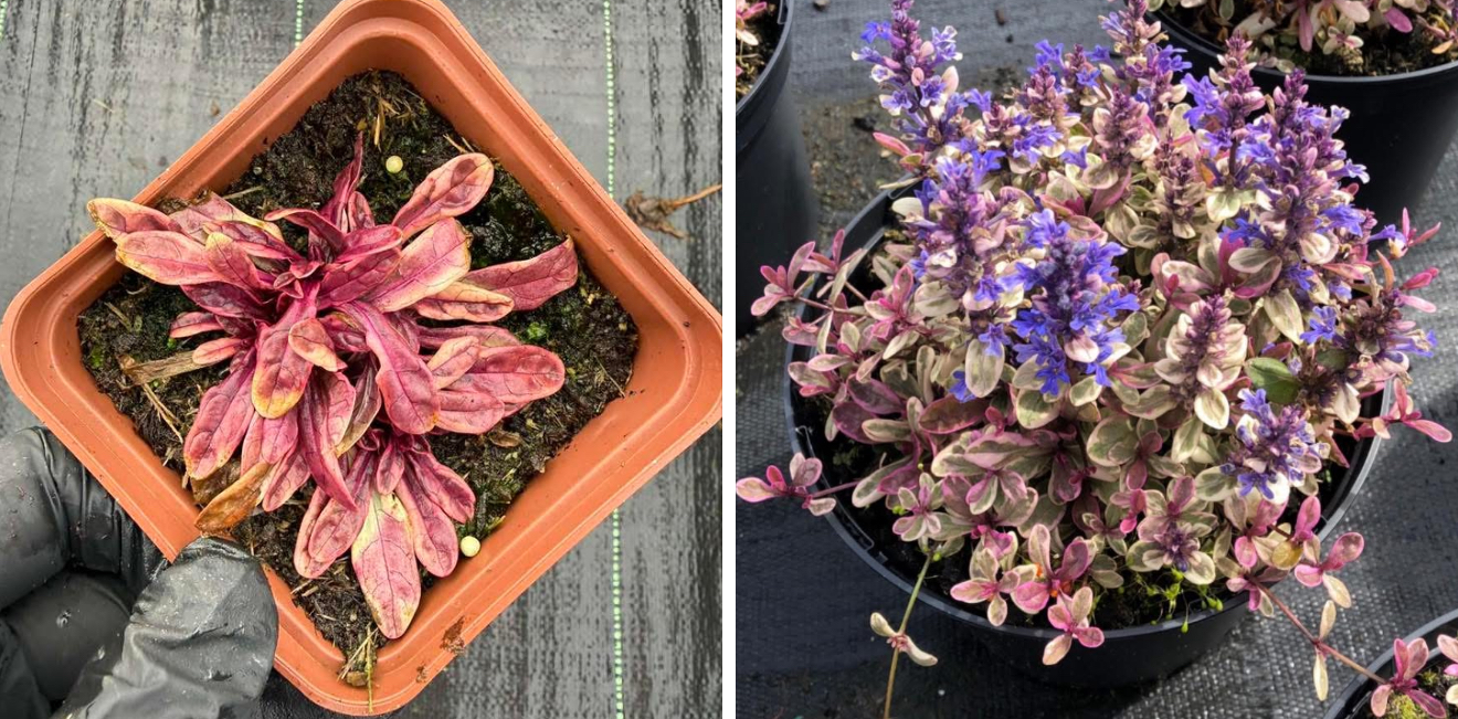 Живучка надія р9