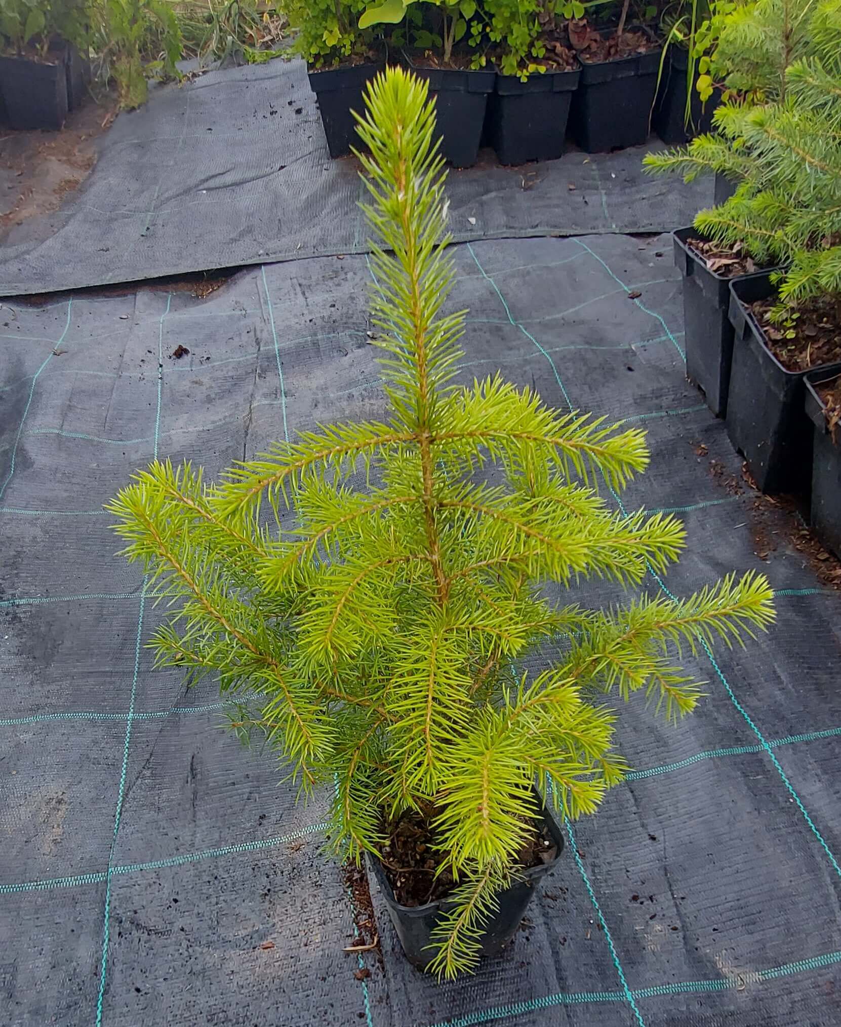 Ялина сербська (Picea Omorika)