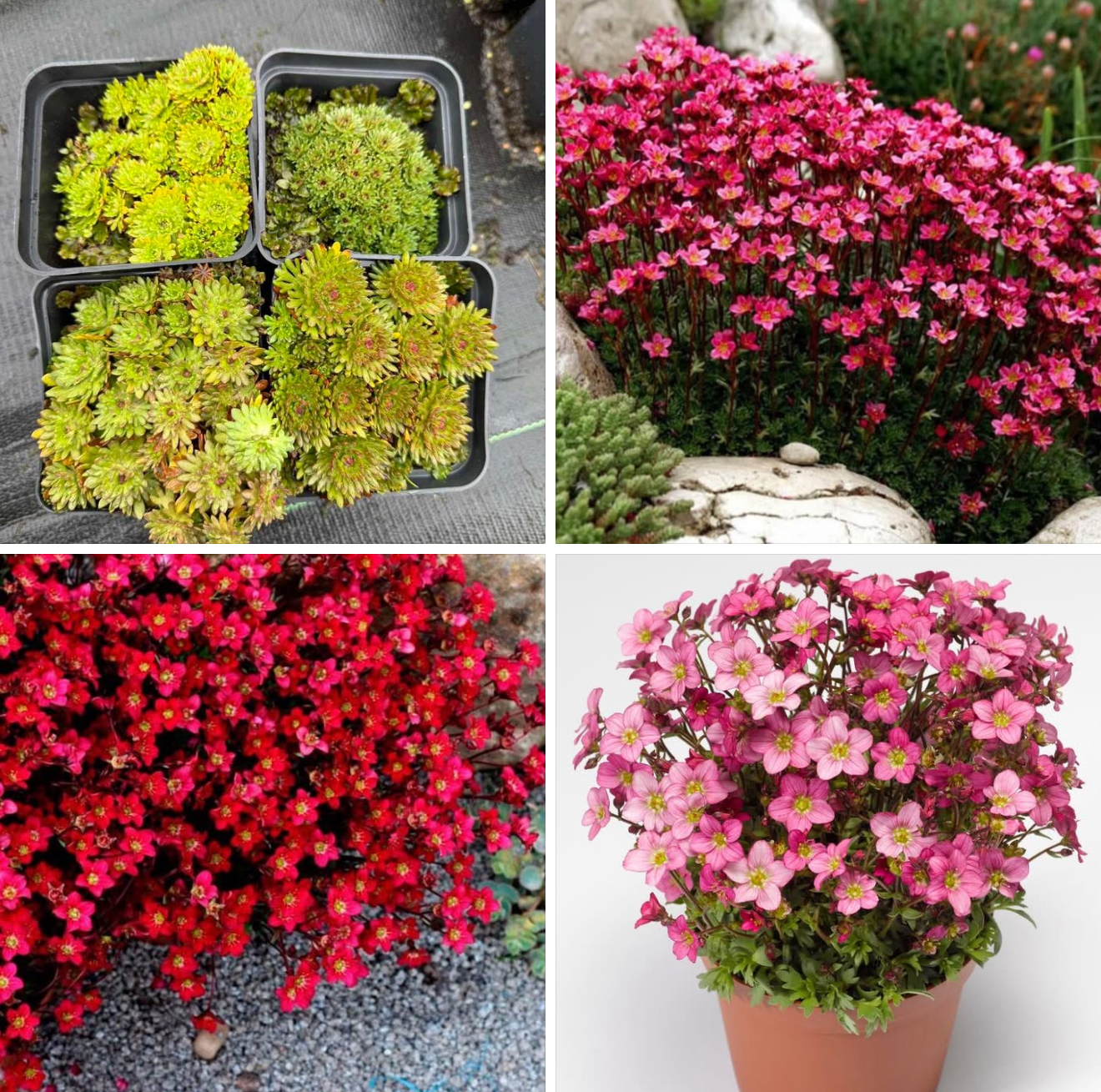 Камнеломка р9