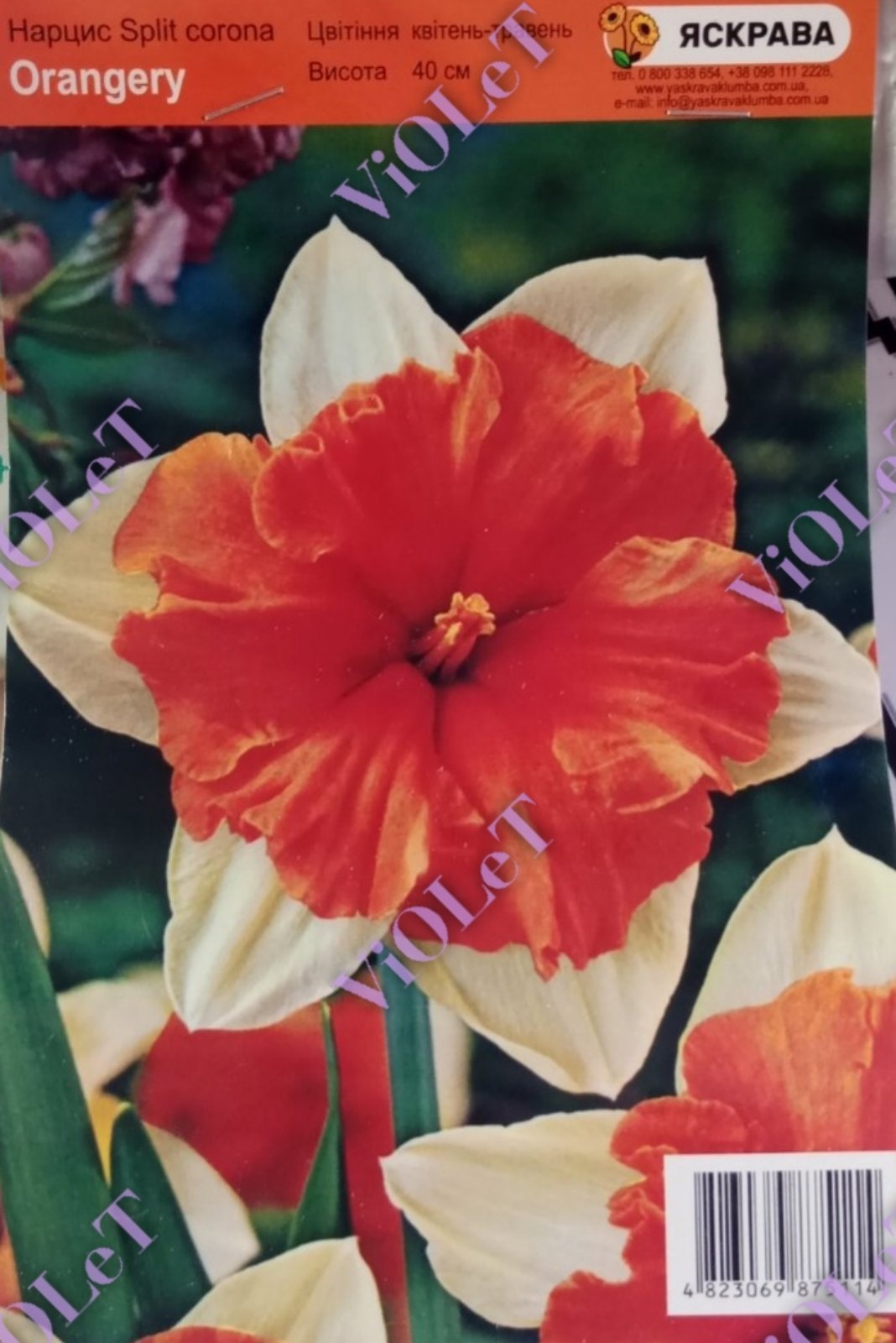 Orangery,  нарцис Corona split 10/12 (1 каперс=3 шт)