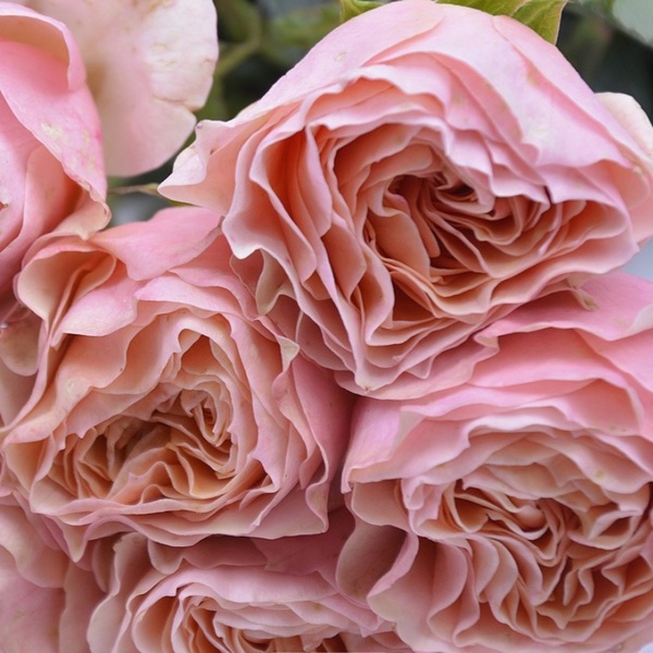 Нагіса — Nagisa