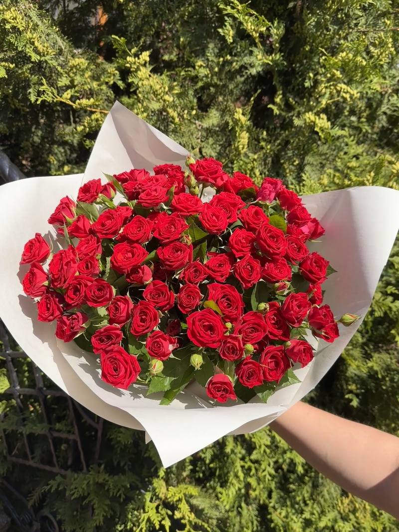 31 гілкова троянда "Ред Ванесса"