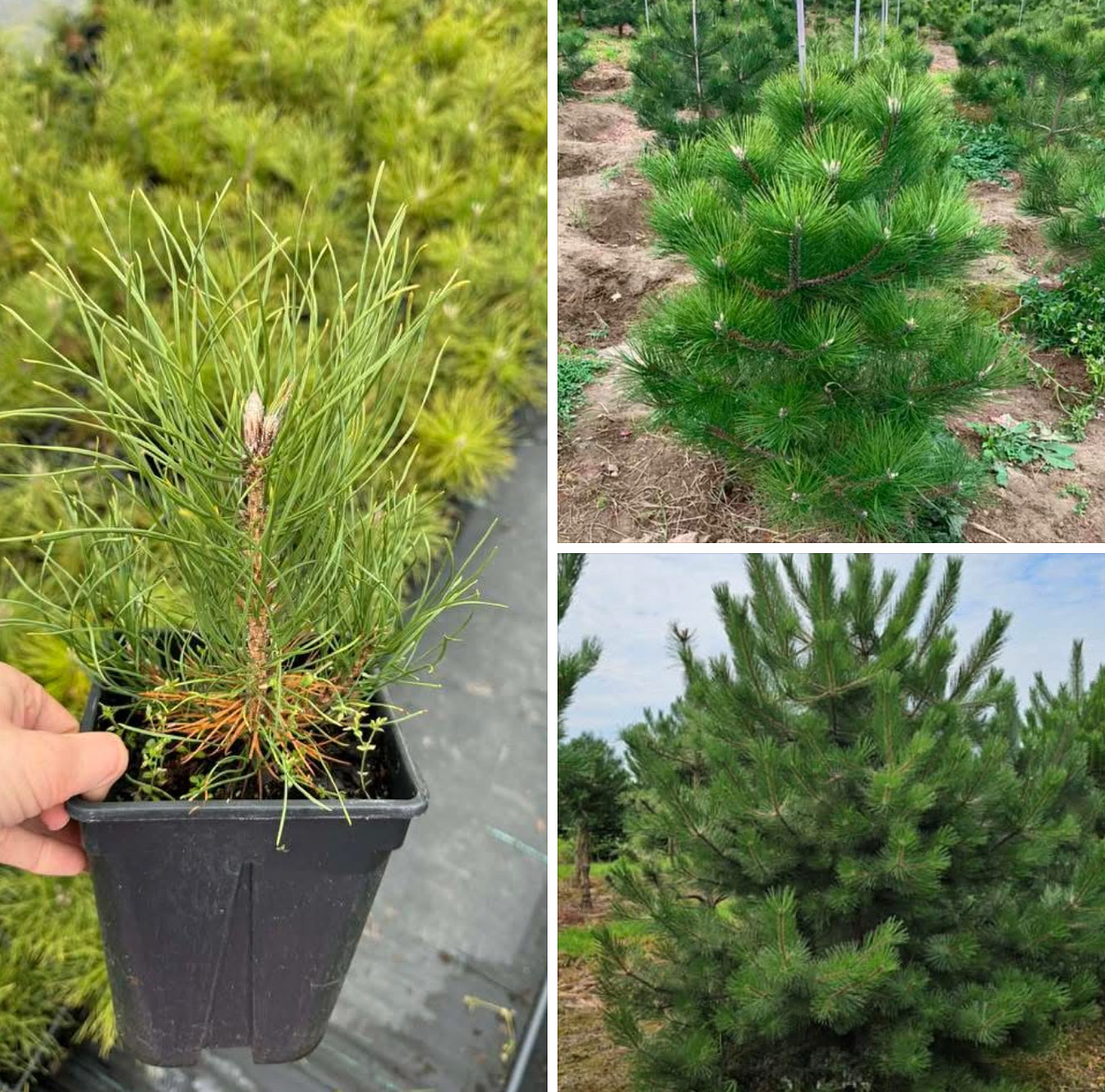 Сосна австріяка 2 л