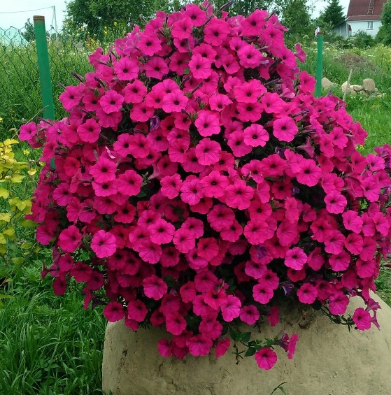 Петунія Тайдал  Cherry ( касетна розсада )