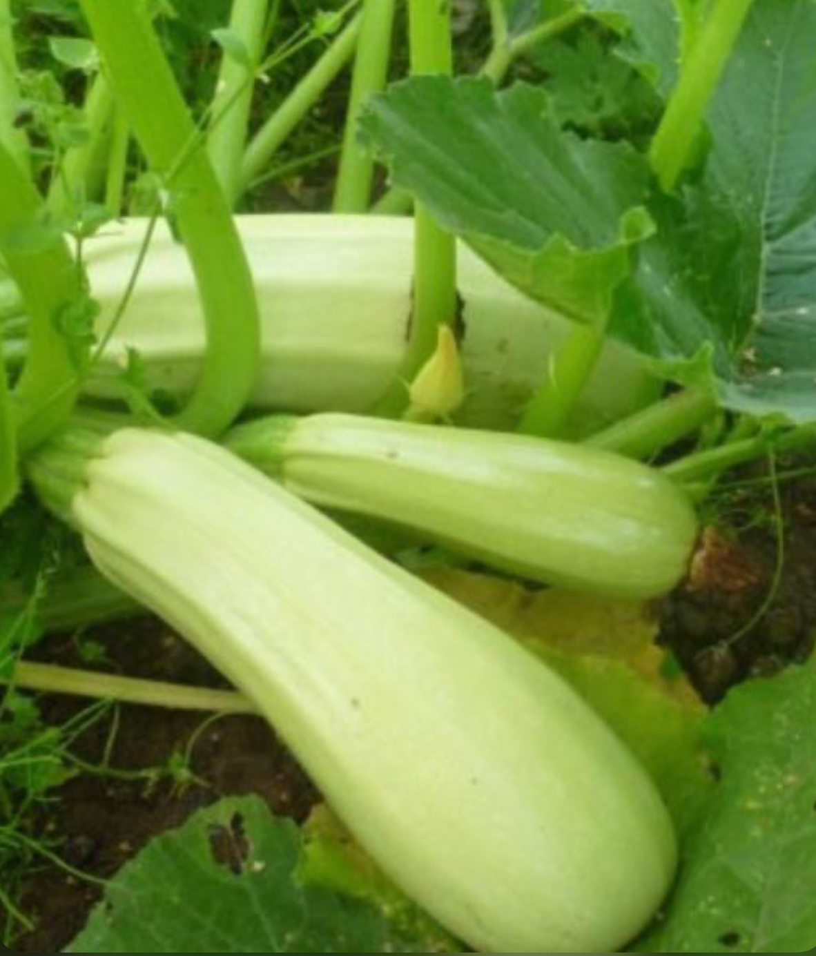 Кабачок грибовський 3 г