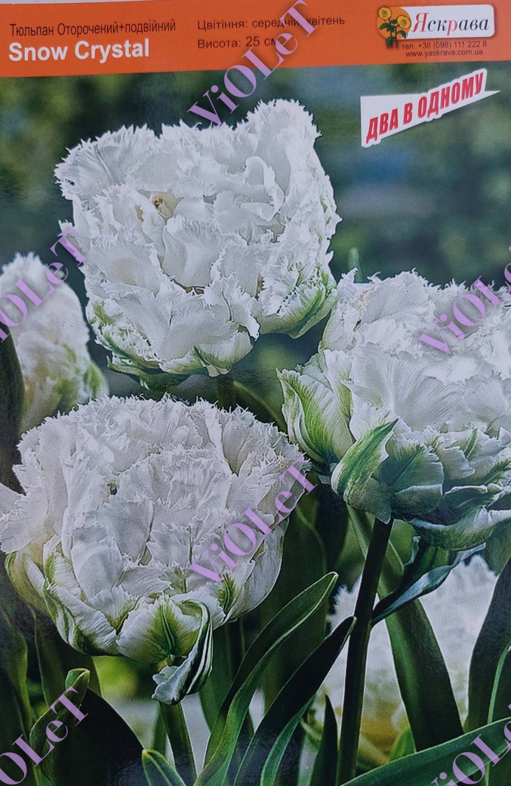 Snow Crystal, тюльпан оторочений+подвійний, 11/12, 1 шт.