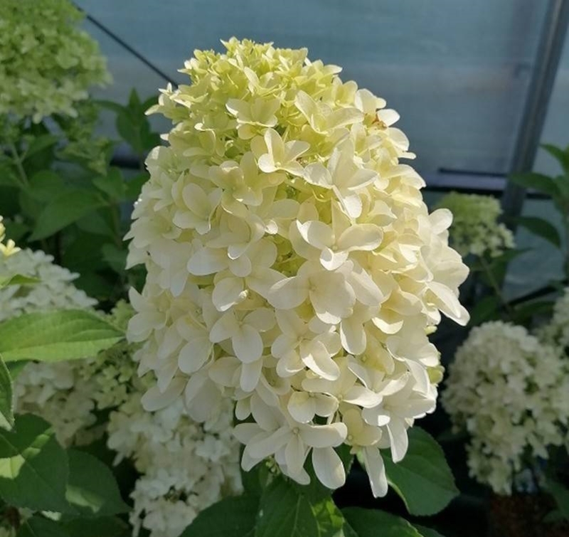 Гортензія волотиста Skyfall